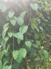 Schisandra macrocarpa