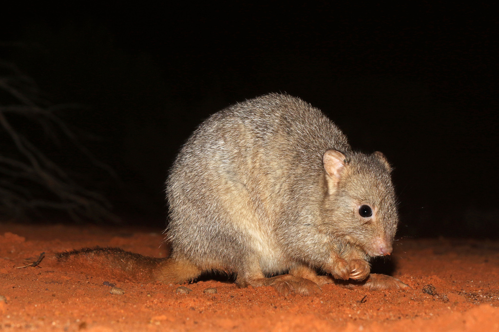 Potoroos