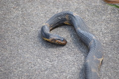 Nerodia fasciata confluens