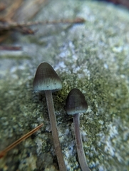 Mycena subcaerulea