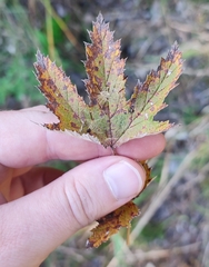 Filipendula stepposa