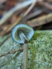 Mycena subcaerulea