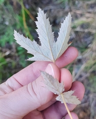 Filipendula stepposa