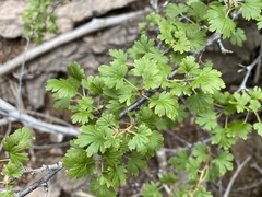 Ribes montigenum