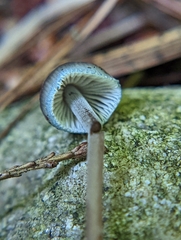 Mycena subcaerulea