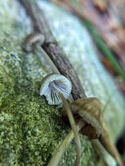 Mycena subcaerulea