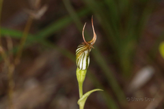 Pterostylis recurva