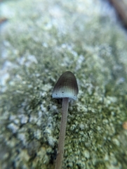 Mycena subcaerulea