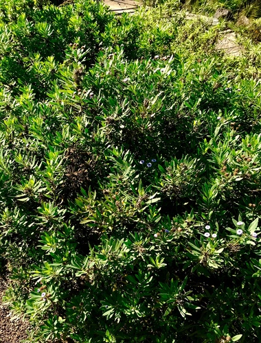 Globularia sarcophylla image