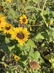 Agapostemon texanus