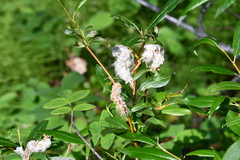 Salix pulchra