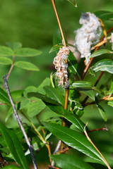 Salix pulchra