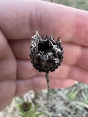 Grindelia lanceolata