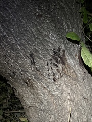 Phytophthora ramorum