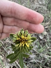 Grindelia lanceolata