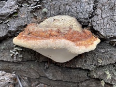 Fomitopsis schrenkii