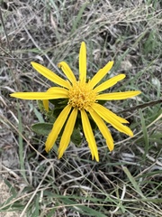 Grindelia lanceolata
