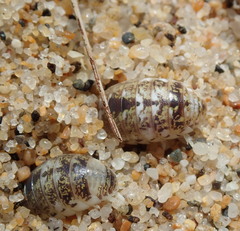 Alloniscus perconvexus