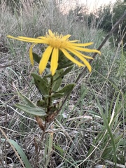 Grindelia lanceolata