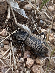 Cryptoglossa variolosa