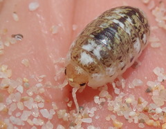 Alloniscus perconvexus