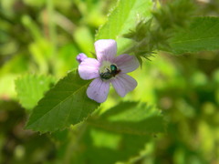 Ceratina cyaniventris