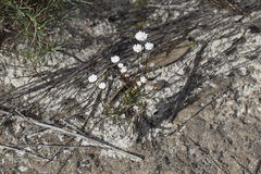 Laxmannia brachyphylla