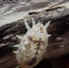 Alloniscus perconvexus