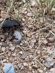 Cryptoglossa variolosa