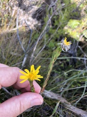 Lachnaea aurea