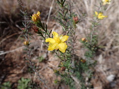 Hibbertia riparia