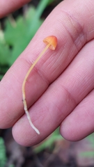 Mycena acicula