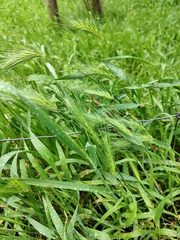 Hordeum