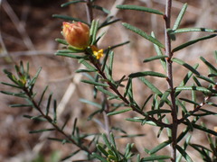 Hibbertia riparia