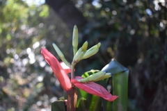 Billbergia amoena