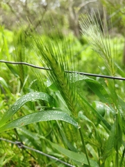 Hordeum