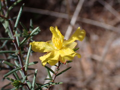 Hibbertia riparia