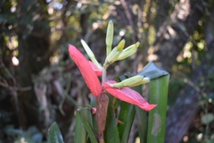 Billbergia amoena