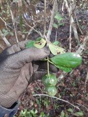 Diospyros tetrasperma