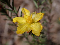 Hibbertia riparia