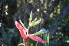 Billbergia amoena