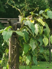 Aristolochia tongbiguanensis