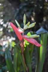 Billbergia amoena