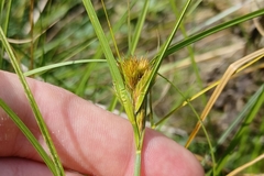 Carex sychnocephala