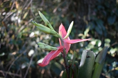 Billbergia amoena