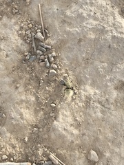 Dasymutilla sackenii
