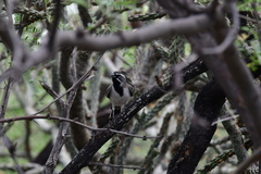 Amphispiza bilineata