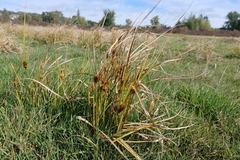 Carex sychnocephala