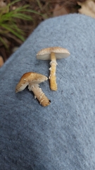 Cystoderma
