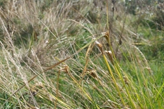 Carex sychnocephala